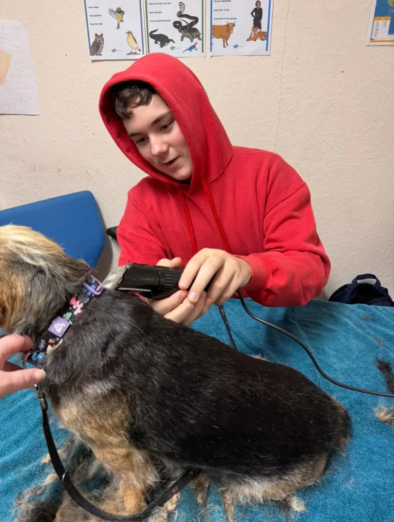 Pet and Animals New (5)